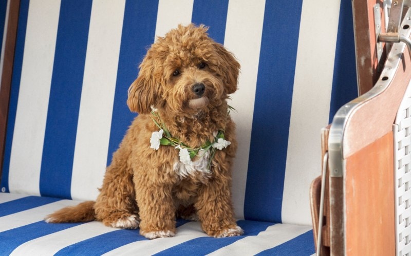 a brown female Maltipoo dog sitting on beach chair