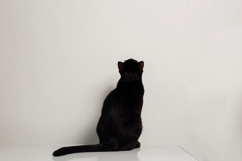 a cat looking up at something on the wall