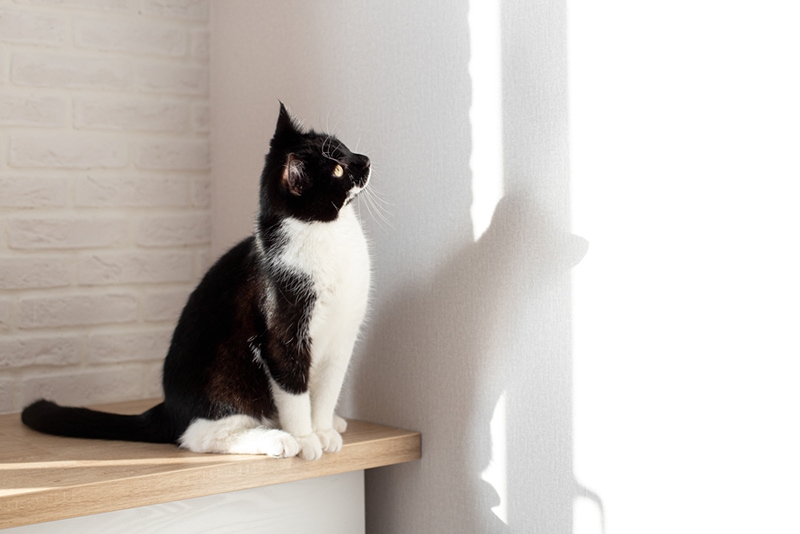 một con mèo trên bàn nhìn vào tường