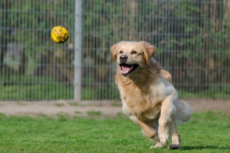 a dog running and chasing a ball in the park