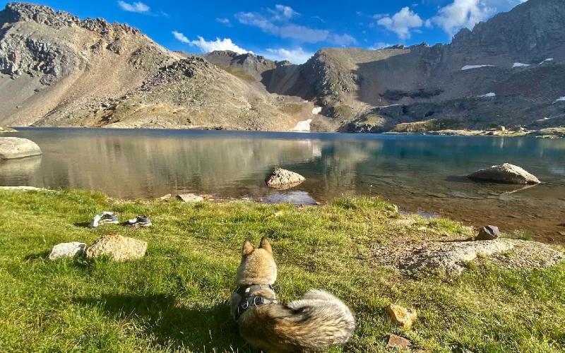 a husky lying on a grassy bank near body of water in Colorado