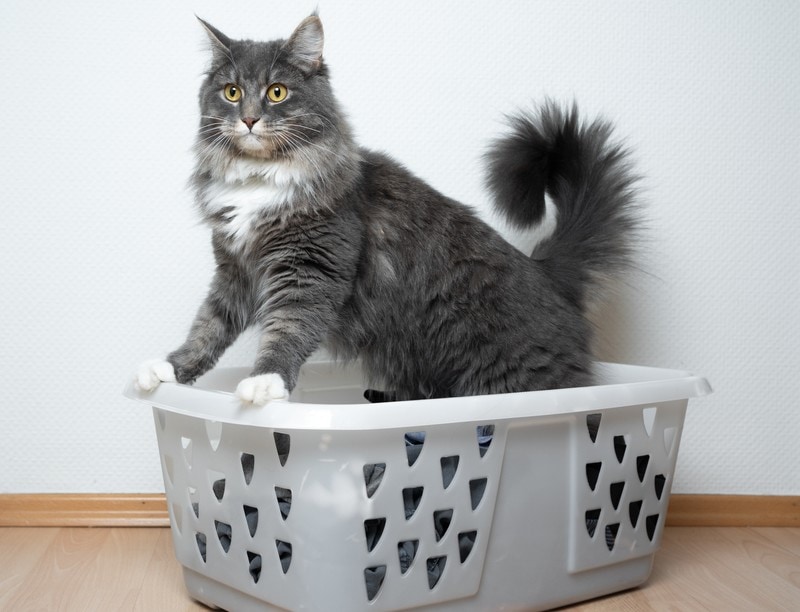 a maine coon cat in a laundry basket