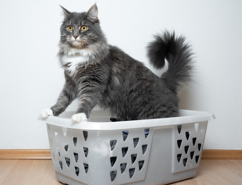 Cat urinates on best sale clothes
