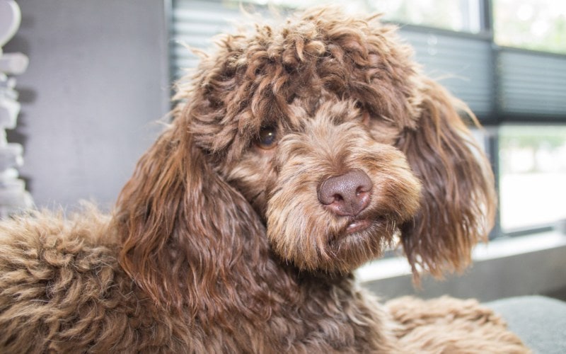 a male brown maltipoo dog