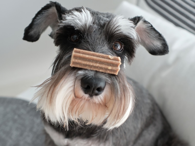 a miniature schnauzer dog with dental treat on nose