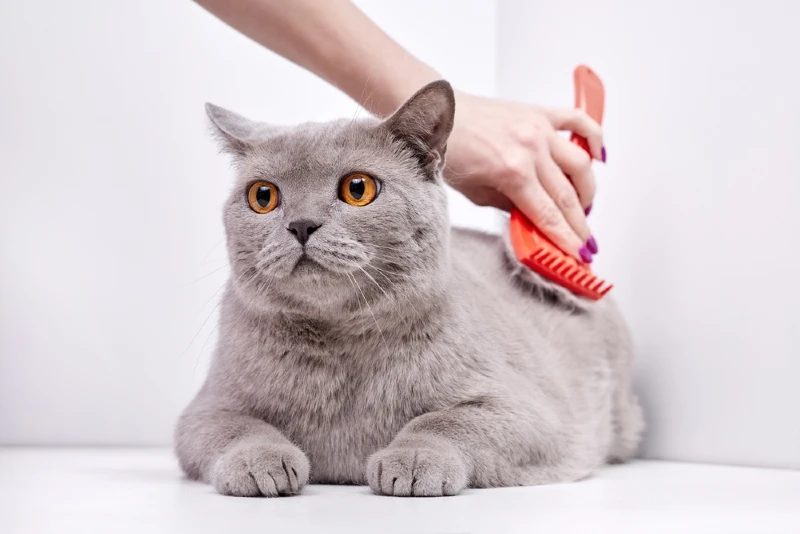 một người đang chải lông cho một chú mèo anh lông ngắn