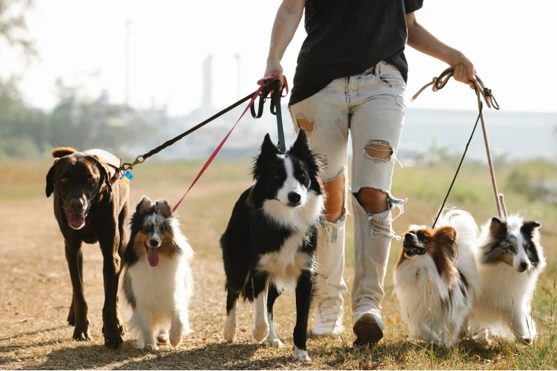 a person walking several dogs outdoors