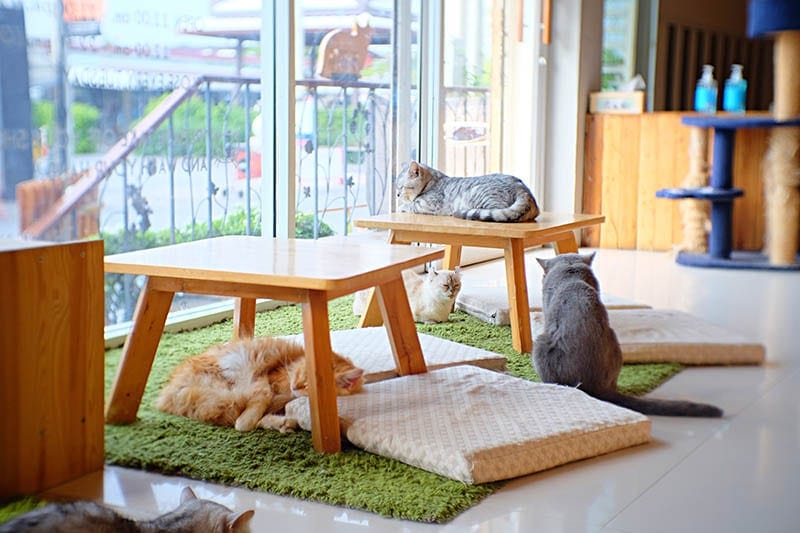 a very cute cat cafe