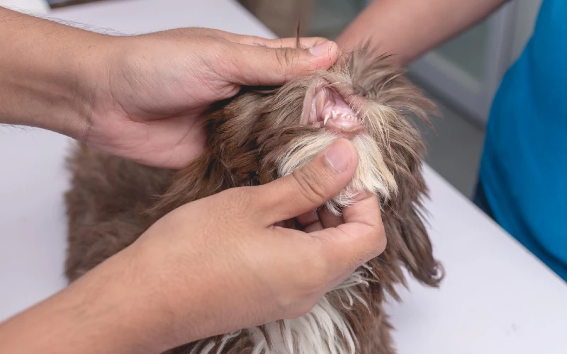 a veterinarian inspecting the gums and teeth of a teacup imperial shih tzu