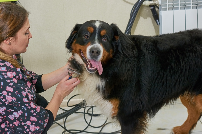 a woman brushing the hair of bernese mountain dog