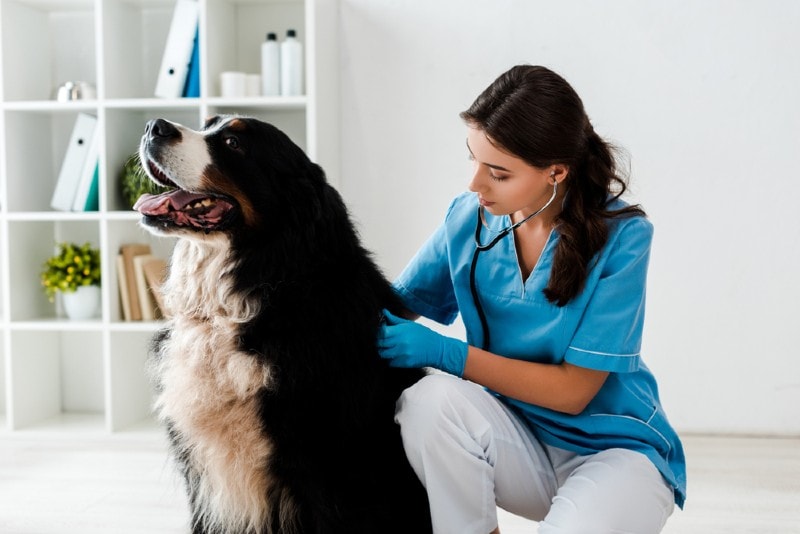 a young vet checking on a bernese mountain dog