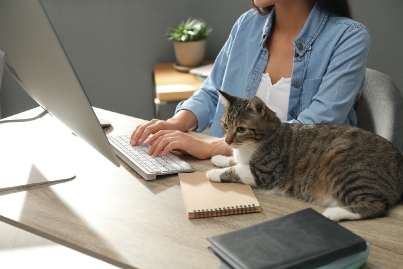 một phụ nữ trẻ hoặc chủ sở hữu mèo làm việc trong văn phòng với con mèo