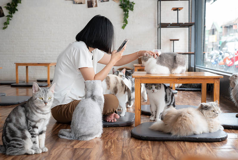 người phụ nữ châu Á chơi với mèo trong quán cà phê mèo