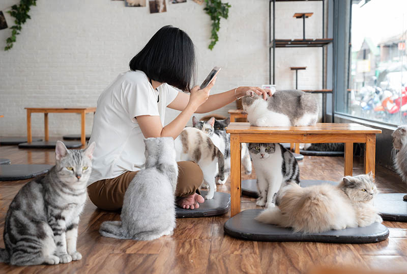 National Cat Lovers Month  Environment Enrichment at home