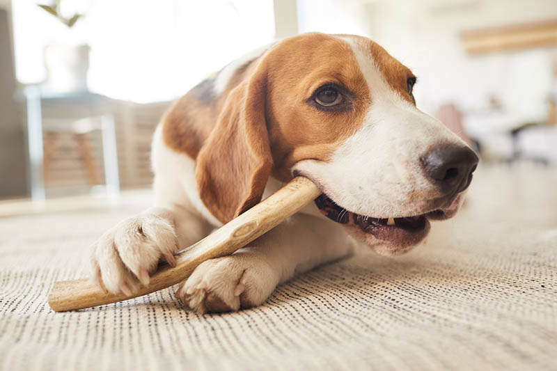 beagle chewing antler