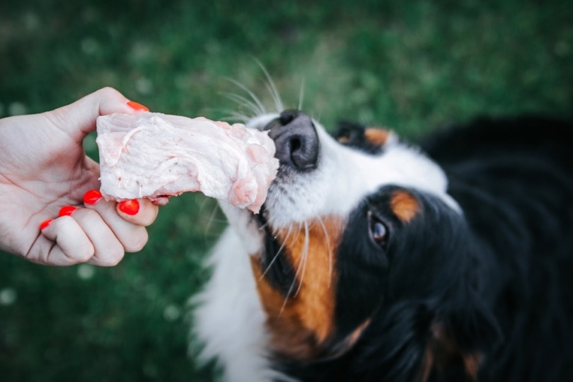 Bernese mountain dog eating turkey bone