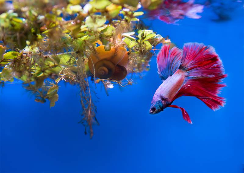 betta fish with snail