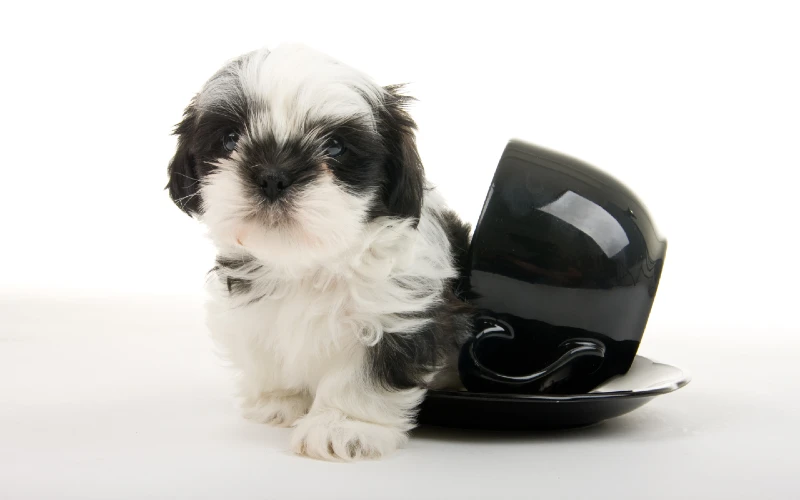 black and white Shih Tzu puppy