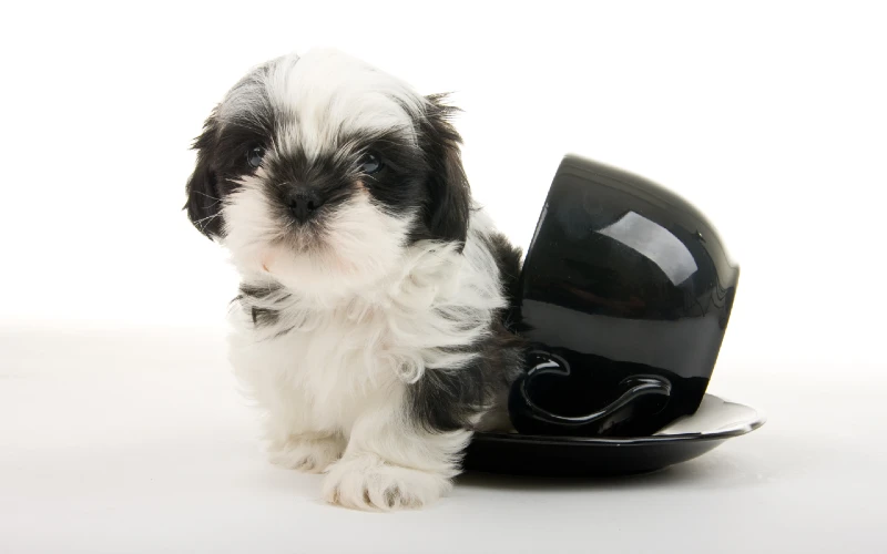 Tiny shih tzu puppies new arrivals