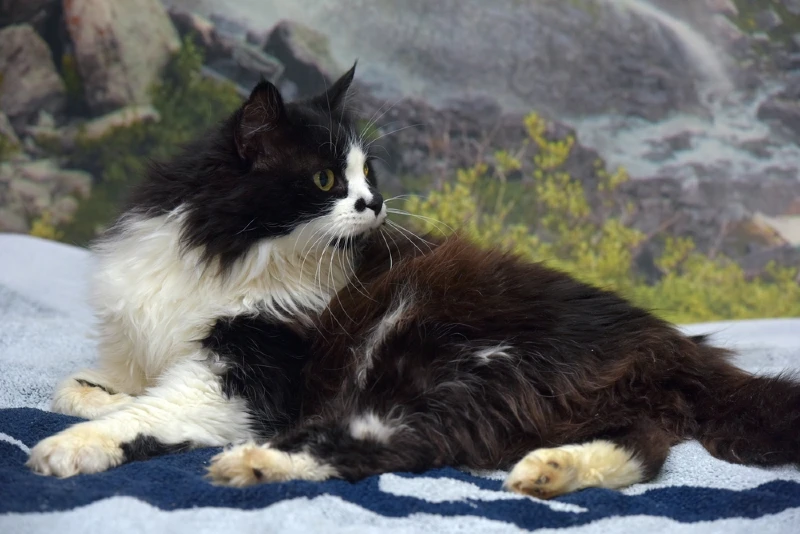 mèo ragdoll đen trắng