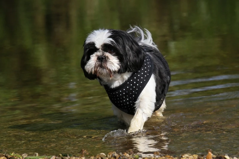 black and white shih tzu dog standing in shallow river water