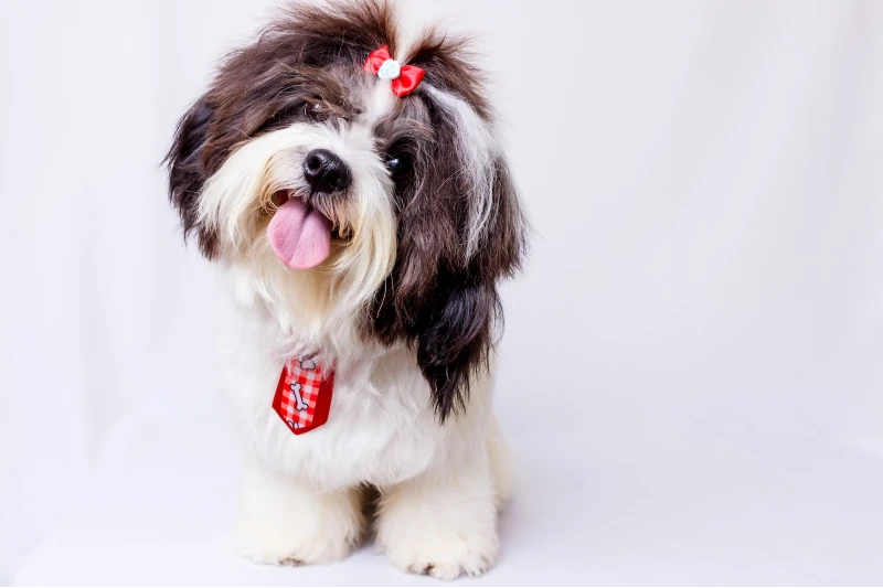 black and white shih tzu dog with its tongue out