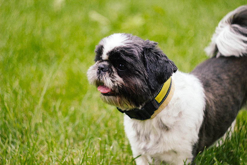 black and white shih tzu outdoor