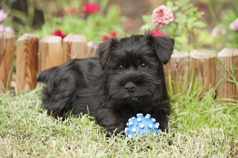 black miniature schnauzer with a ball dog toy on the grass