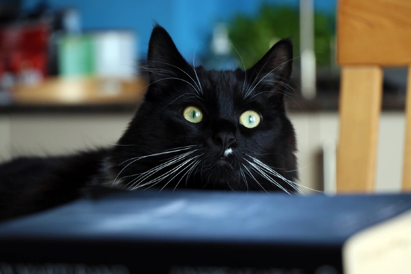 A Black Ragdoll Cat