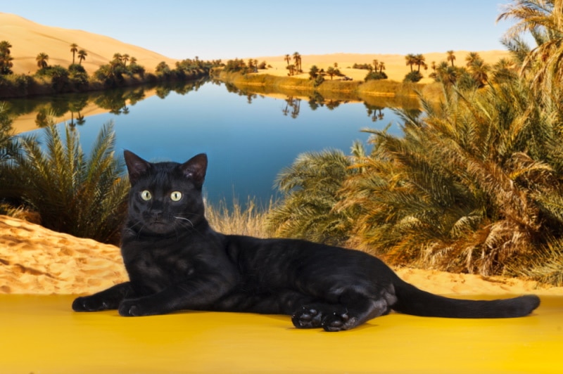 black savannah cat lying