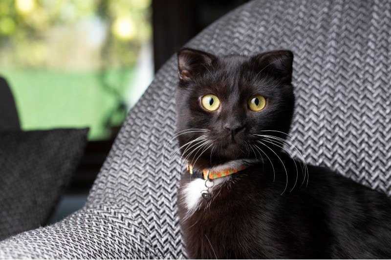 black scottish fold kitten sits on a sofa