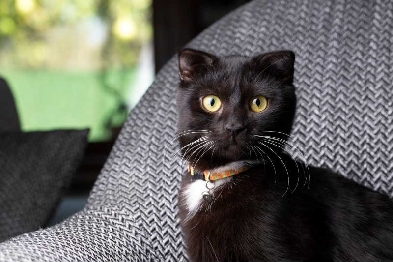 black scottish fold kitten sits on a sofa