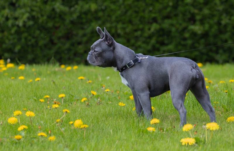 blue boston terrier dog at the meadow