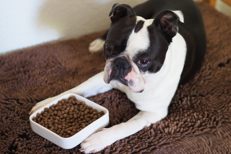 boston terrier eating dog food