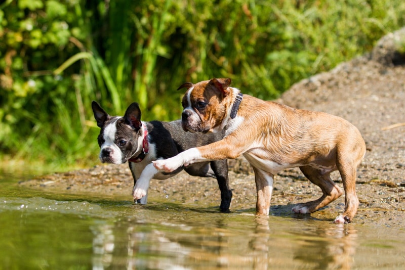 boston terrier in the water