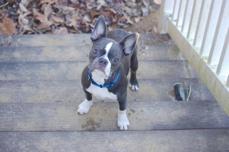 small boston terrier puppy looking up from concrete porch steps