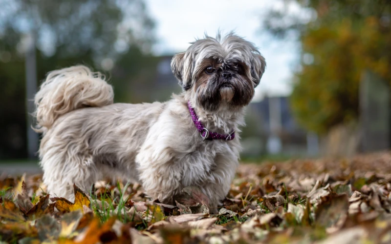 brindle shih tzu dog outdoors