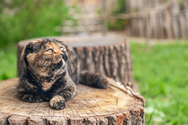 british fold tortoiseshell cat on a tree stump