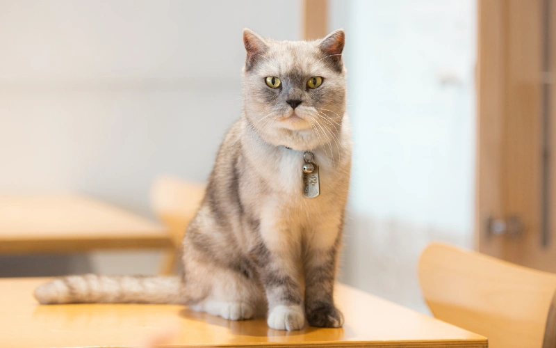 Feeding Tips for British Shorthair Cats