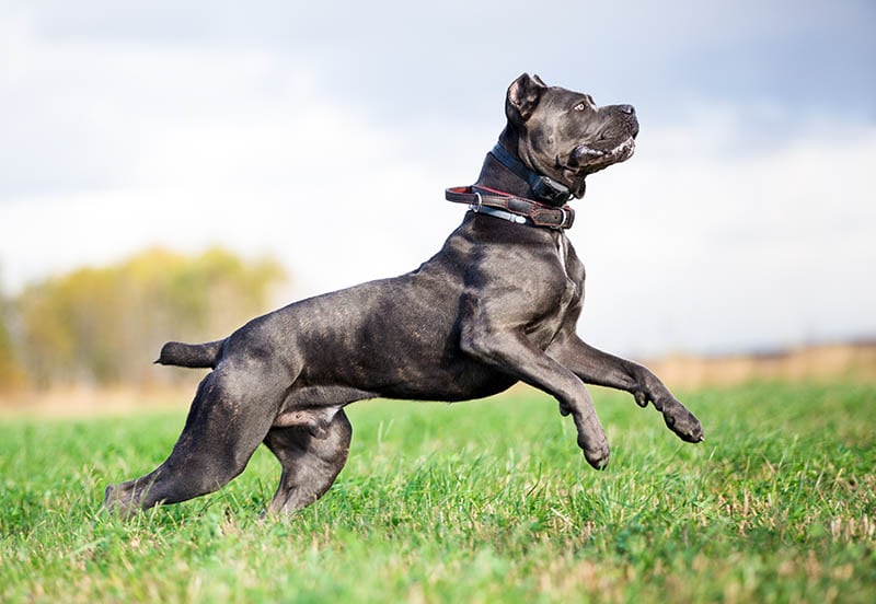 cane corso jumps