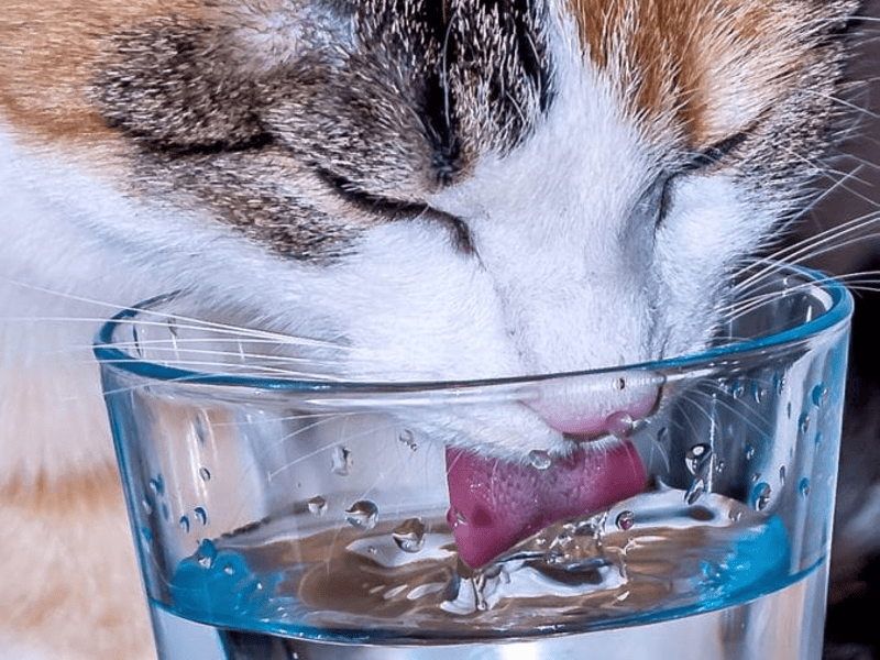 mèo uống nước từ ly