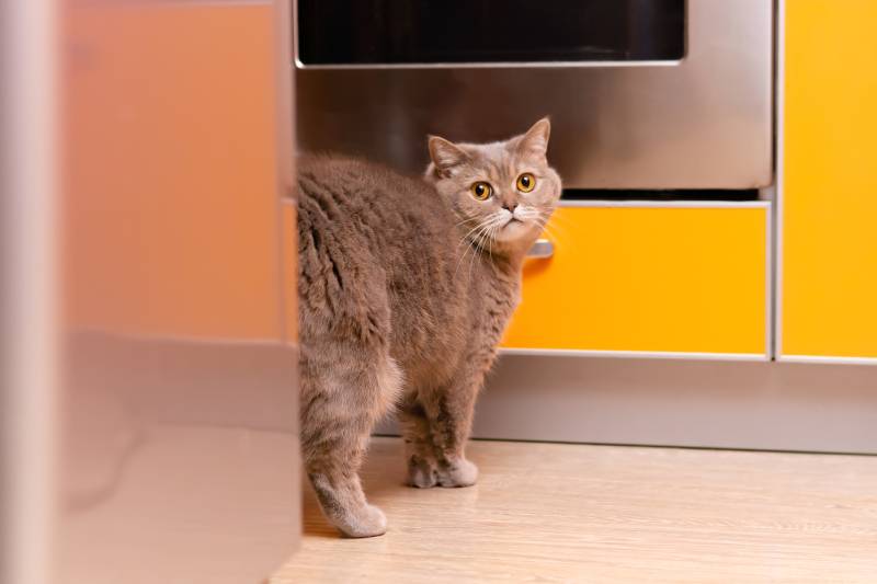 cat hiding behind the refrigerator in the kitchen