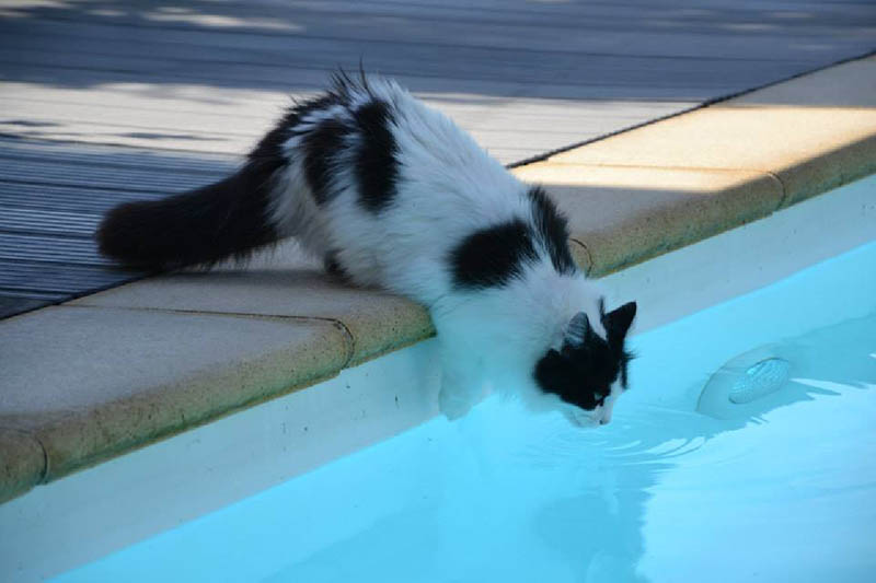 Cat jumps to the pool