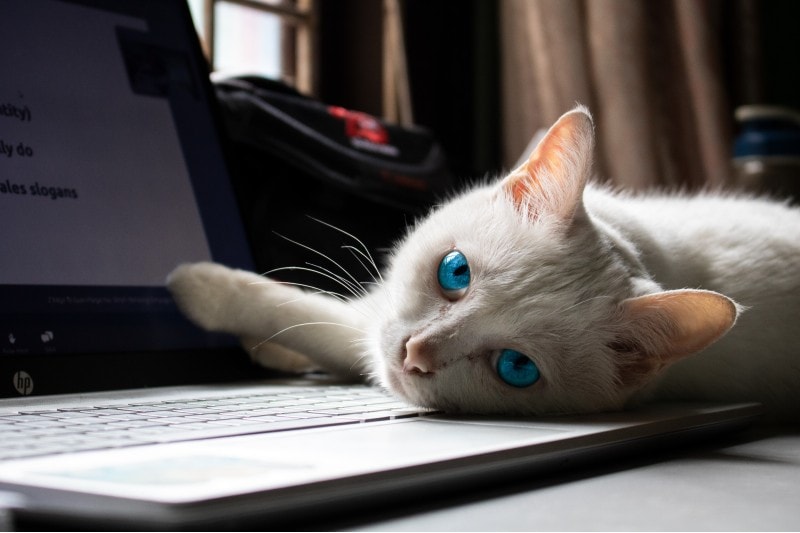 A cat laying on top of a laptop