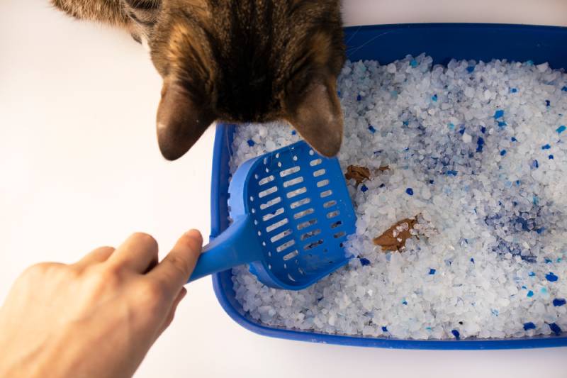 cat looking at litter box