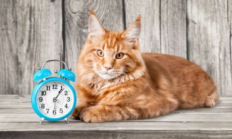 cat lying near alarm clock