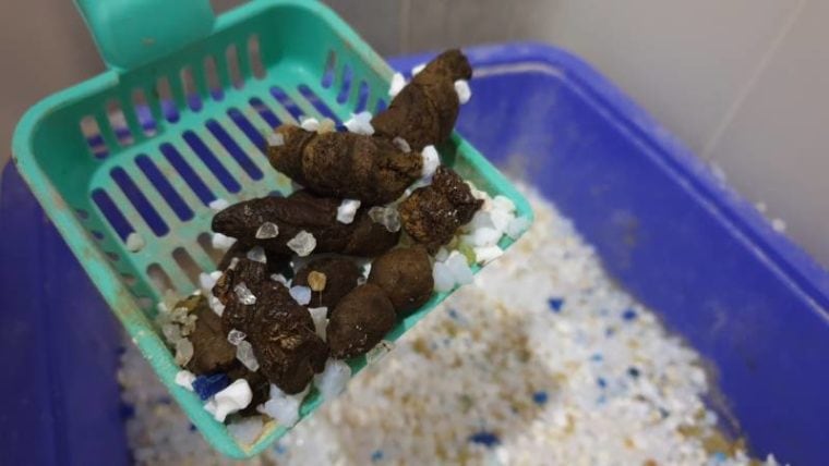 Cat Poop Chart: Vet-Approved Color & Consistency Guide | Hepper