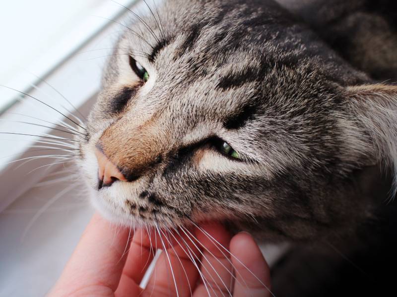cat purring while being pet by owner