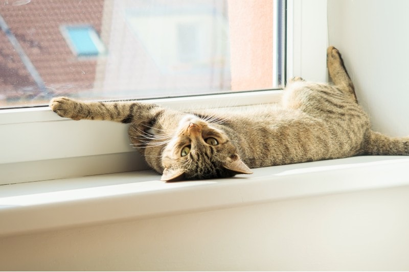 mèo nghỉ ngơi và duỗi dài bên cửa sổ