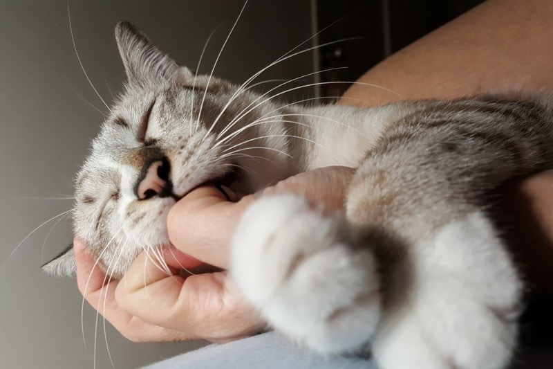 Why Your Cat Sucks on Your Fingers? The Surprising Answer!